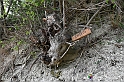 VBS_3280 - Mango (Cuneo) - Gnomovia